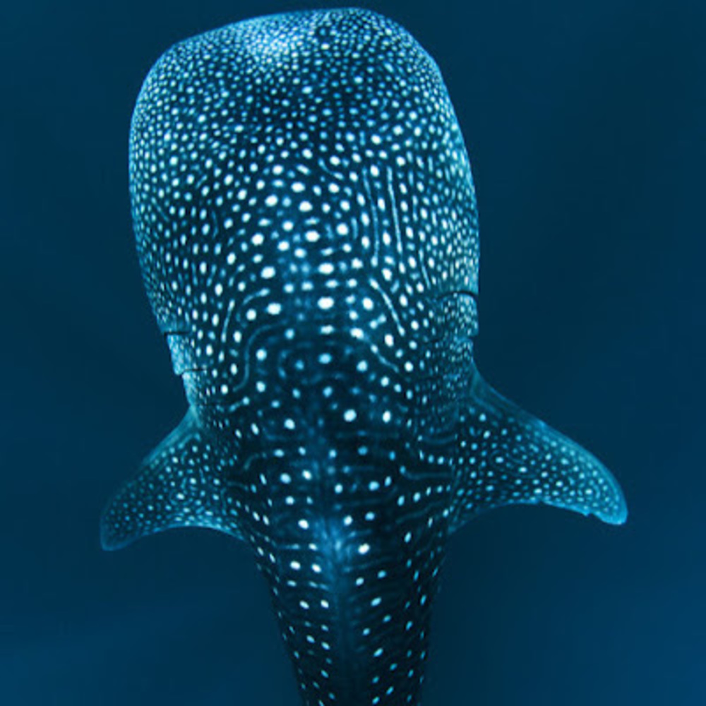 Meet your Posher, Quinn